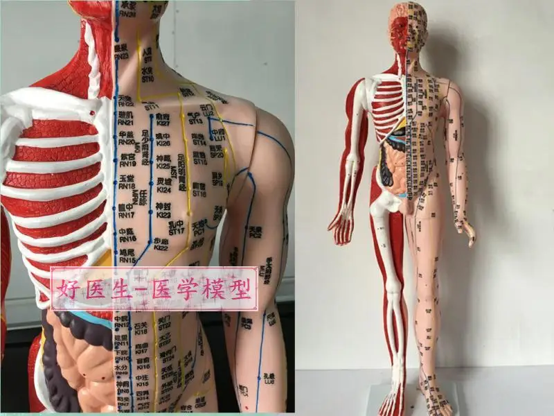 

New Style Human Acupuncture Model Best Quality Fashion Meridian Acupoint Model of traditional Chinese Medicine