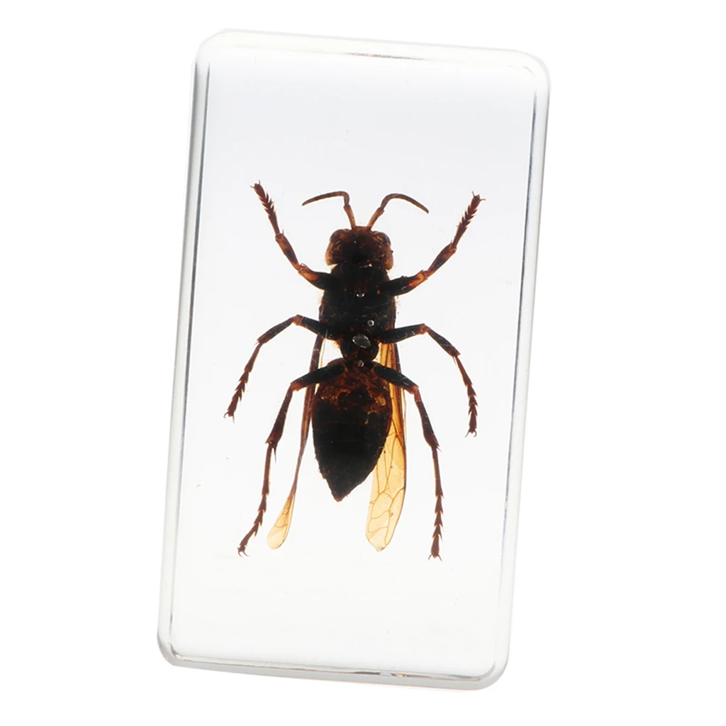Настоящее насекомое образец Wasp в прозрачном Paperweight 7 5x4x2 5 см|Юный биолог| |