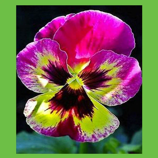 Cute Japanese Pansy Flowers Seeds DIY Home Garden Outdoor Perennial