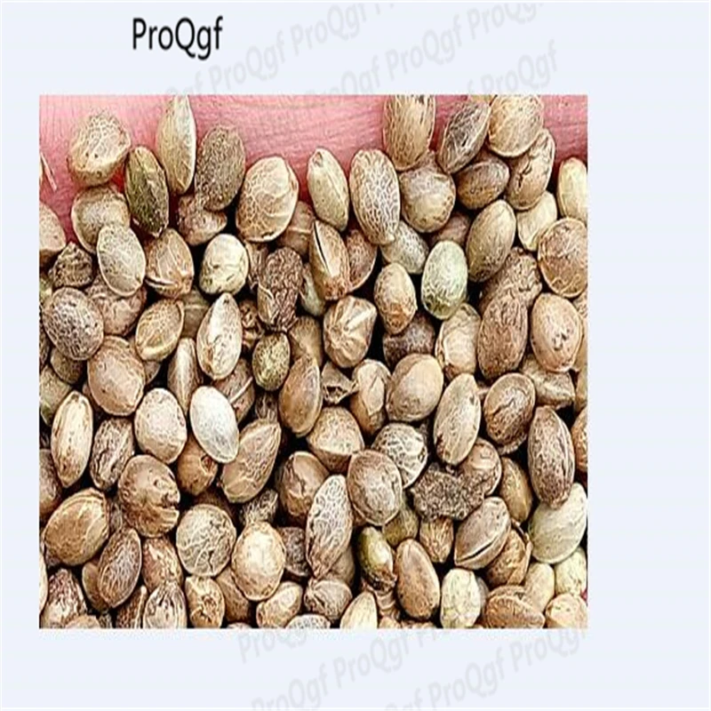 

Ngryise 100Gram A Set fe