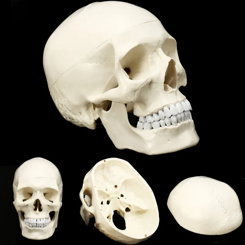 Жизнь Размеры человека анатомический анатомия смолы головы скелет череп модель обучения школьные принадлежности