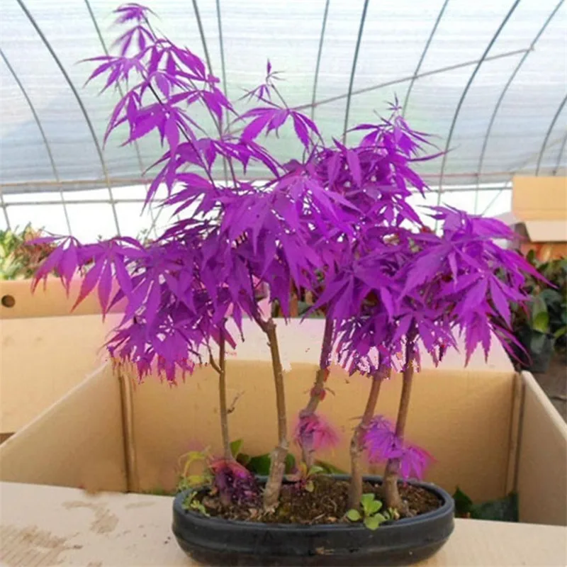 20pcs Rare Purple Blue Ghost Japanese Maple Tree Bonsai Flower Plant