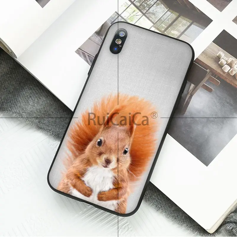 Animal dog cat tiger penguin baby