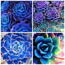 100 шт. синий суккуленты Witchford Lithops кактус бонсай красивый камень цветок бонсай псевдотрункателла многолетний для дома и сада