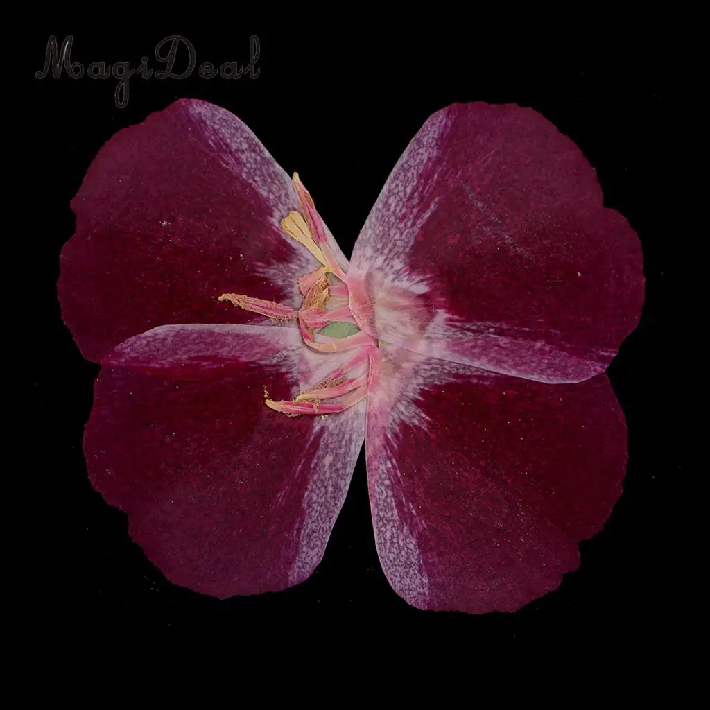6x Natural Pressed Real Dried Flower Specimen for Jewelry Making Resin Casting DIY Craft Scrapbook Embellishment 4-7cm