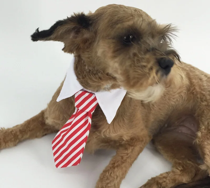 Dog necktie