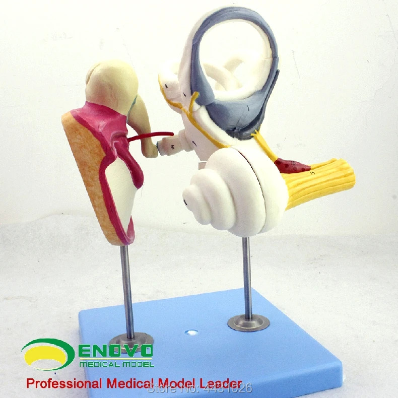 ENOVO The human inner ear labyrinth is heard to listen to the small bone tympanum cochlea model of ear nose and throat купальник listen to the waves akj9467a 2015 bikini