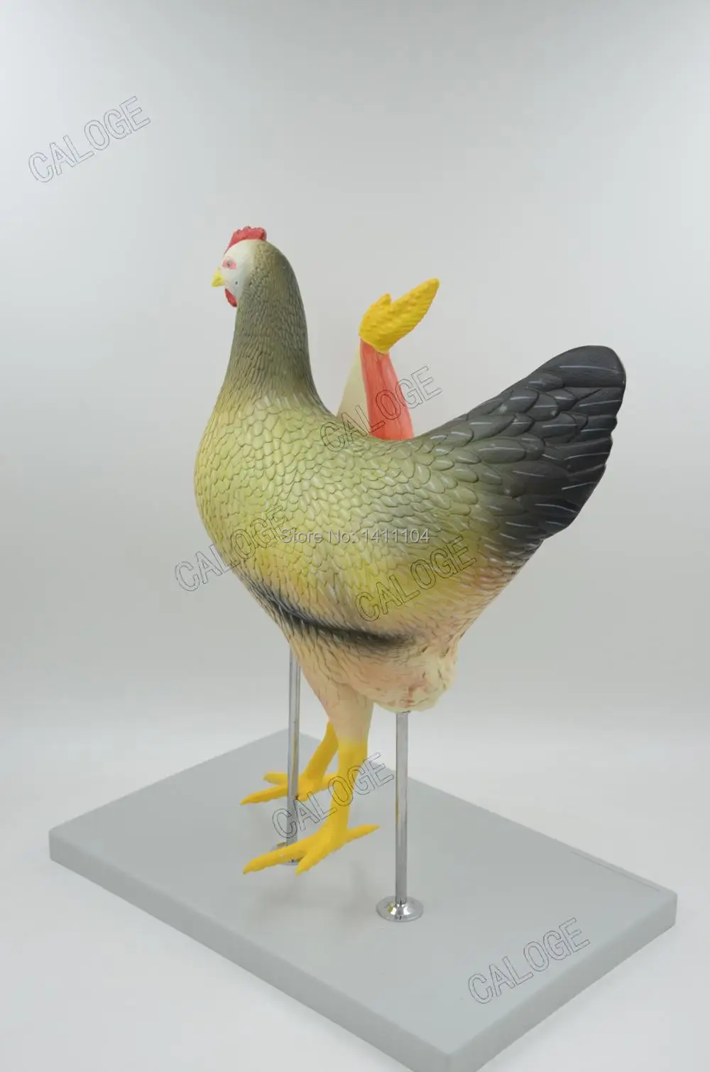 Free shipping&Animal anatomy chicken model,Hens assemble puzzle models