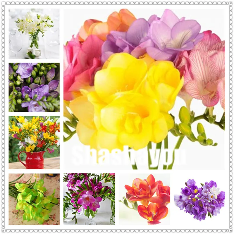

100 Pcs Freesias Bonsai Gorgeous Colorful & Fragrant plants Cut Orchid Freesia Rhizome Bulbous Flowers , Home ,Yard, Balcony