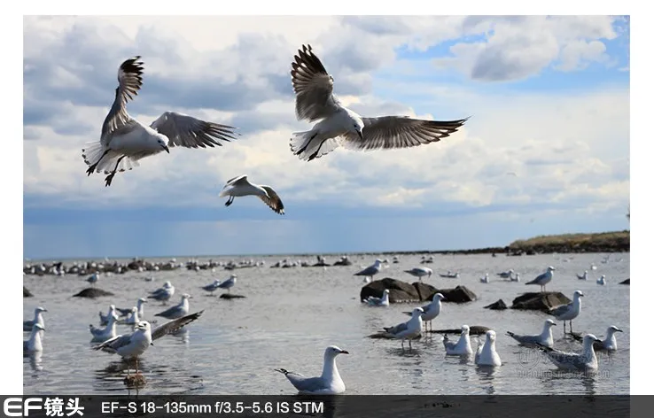 18 135 stm lens canon ef s 18 135mm f 3 5 5 6 is stm lens for canon 550d 600d 650d 700d 750d 760d 60d 70d 80d 7d t3i t5 t5i t4