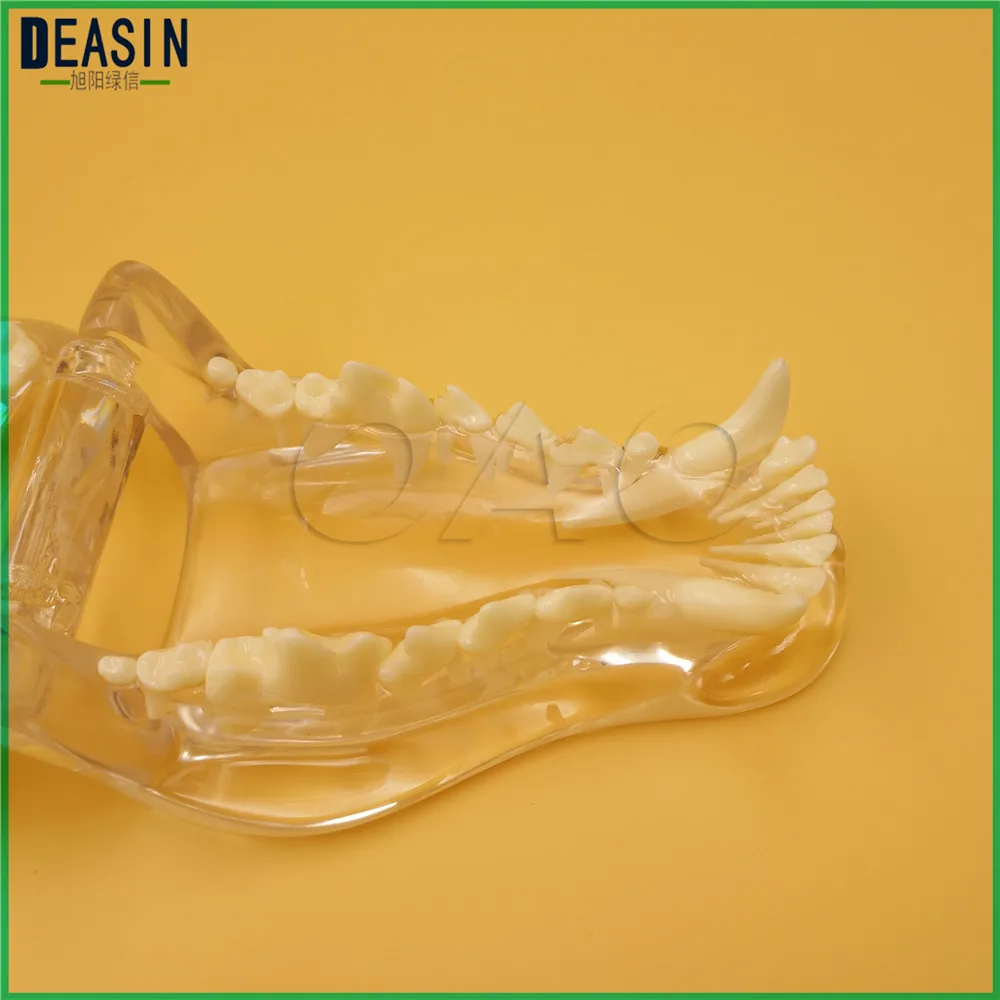 Обучающая ветеринарная модель животных образцы собака Стоматологическая модель зубы собаки череп челюсти кости прозрачный раствор строгания