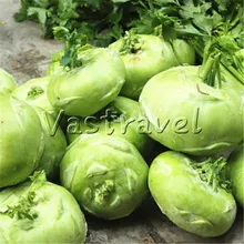 200 Pcs Green Kohlrabi Seeds Easy-growing Productive Crisp Heirloom NON-GMO DIY Home Garden Vegetable for Salad