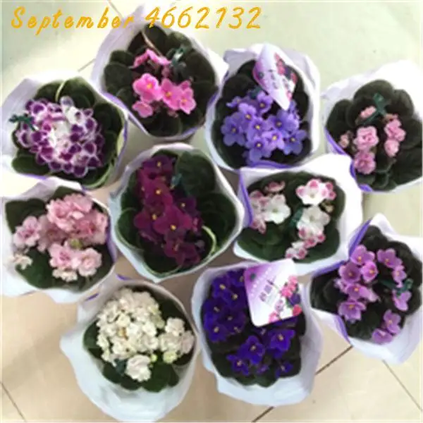 

100 Pcs Mini Bonsai Violet Rare African Flower For Garden For Viewing Evening-Scented Stock Violet Perennial Herb Indoor Plants