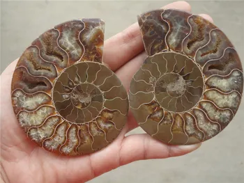 

260g 1 pairs of Split Ammonite Fossil Specimen Shell Healing Madagascar