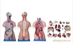 Медицинский манекен модель 20 85 см|manikin|manikin medical |
