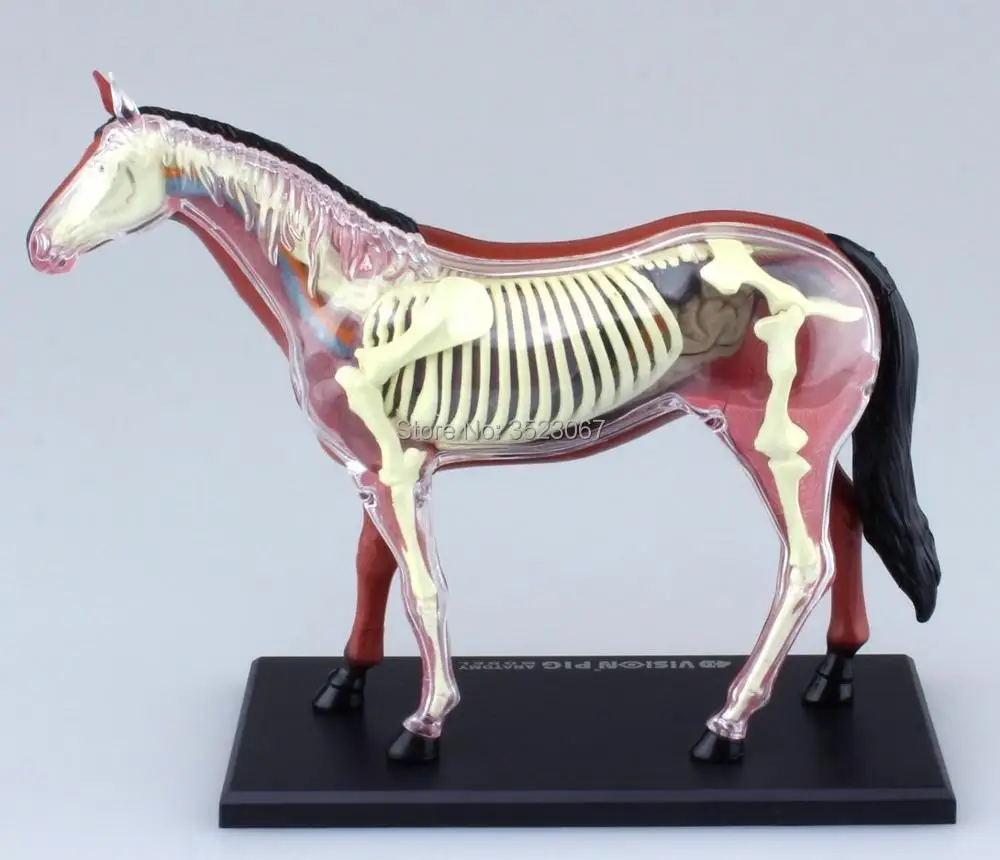 Модель анатомии лошади модель 4D Vision от Master развивающие игрушки|4d vision|anatomy model4d vision