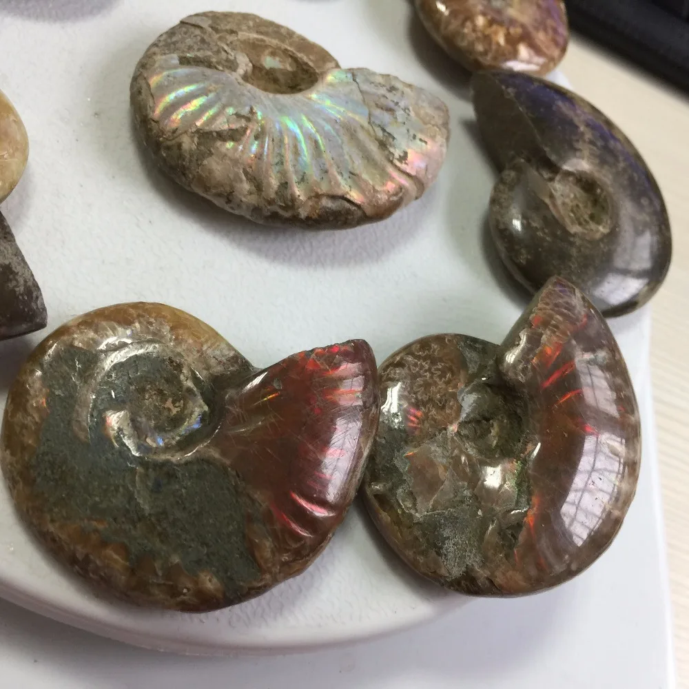 D158 (8 шт. много) натуральный Fossil аммонита камень целебными минералами цена оптовой продажи