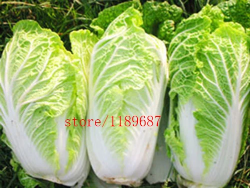 

200pcs/bag Chinese cabbage seeds vegetable seeds natural organic vegetable plant for home garden easy to grow