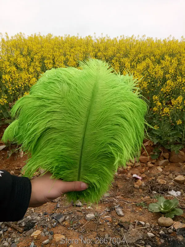 beautiful! 10 pieces of high quality 12 14 inch / 30 35 cm natural