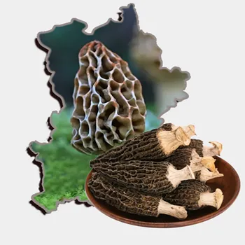 

Wild Morchella/Morchella Mushroom/Vitamin Amino Acids/Inhibiting Tumor/Enhancing Immunity/Anti-fatigue.