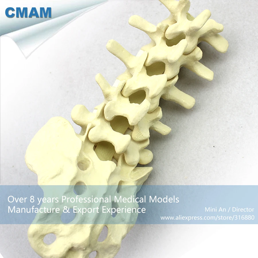 12313/L1-L5 поясничные кости Sacrum модель для тренировок, медицинская научная образовательная учебная анатомическая модель