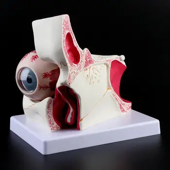 

3 Times Human Eyeball and Eyelid Skeleton Model Orbit Anatomical Study Display Teaching Resource Tool for medical school
