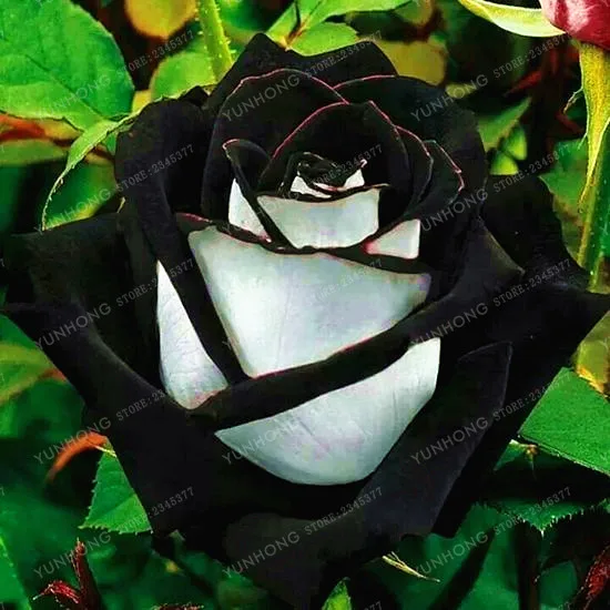 100 Pcs Rare Rose Bonsai Black Rose Flower With Red Edge Rare Rose Flowers Bonsai For Garden Bonsai Planting 100 Pcs Rare Rose Bonsai Black Rose Flower With Red Edge Rare Rose Flowers Bonsai For Garden Bonsai Planting