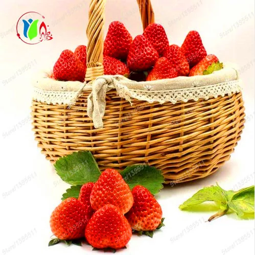 300 bag Giant Strawberry fruit Seeds Rare Fragrant Sweet Juicy NON GMO Strawberry Mount Everest Fruit