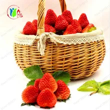300 bag Giant Strawberry fruit Seeds Rare Fragrant Sweet Juicy NON GMO Strawberry Mount Everest Fruit
