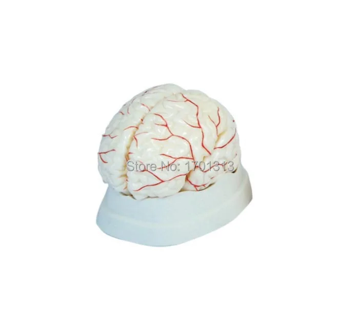 1:1 Cerebral artery model Medical Brain model head model  Special decoration Clinic personalized decorative Figurines