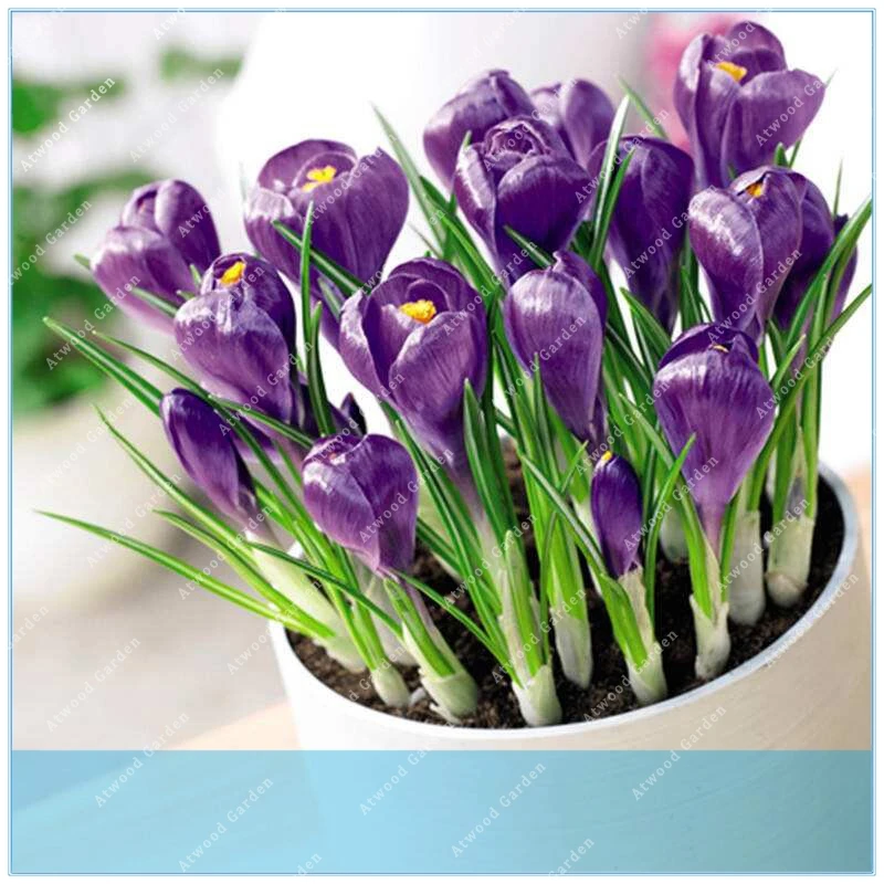 

ZLKING 100pcs Saffron Saffron Flower Saffron Crocus It Is Not the Saffron Bulbs