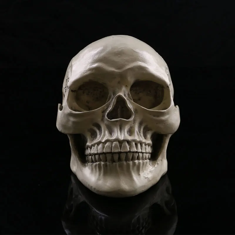 

1/1 Man Skull Model Resin Skull Halloween Items Set Decoration Items of Medical Mould