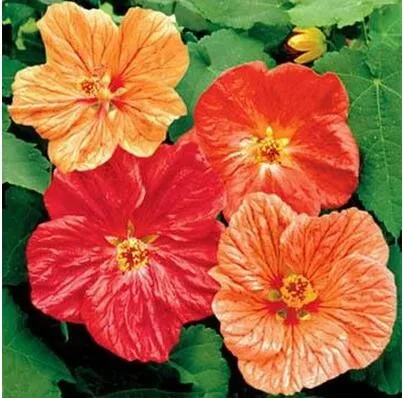 Импортные цветы, 20 шт Abutilon(Abutilon Hybridum Bellvue Mix) DIY домашняя