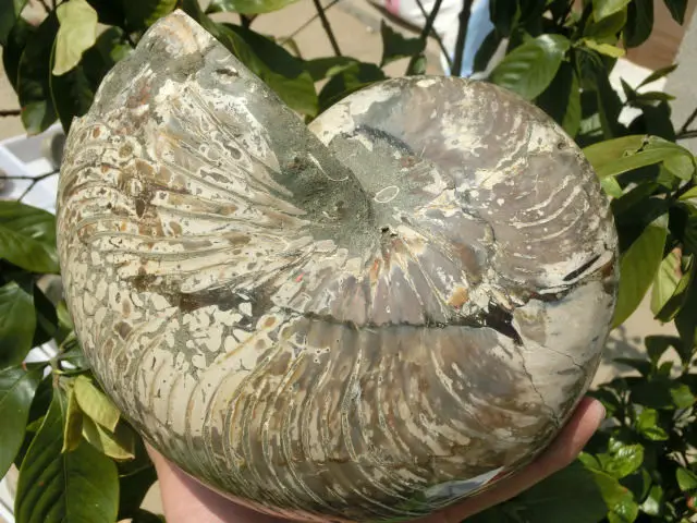 Special Offers 3770g(8.29 lb) Iridescent Nautilus Fossil Ammonite Specimen  Madagascar DFK007