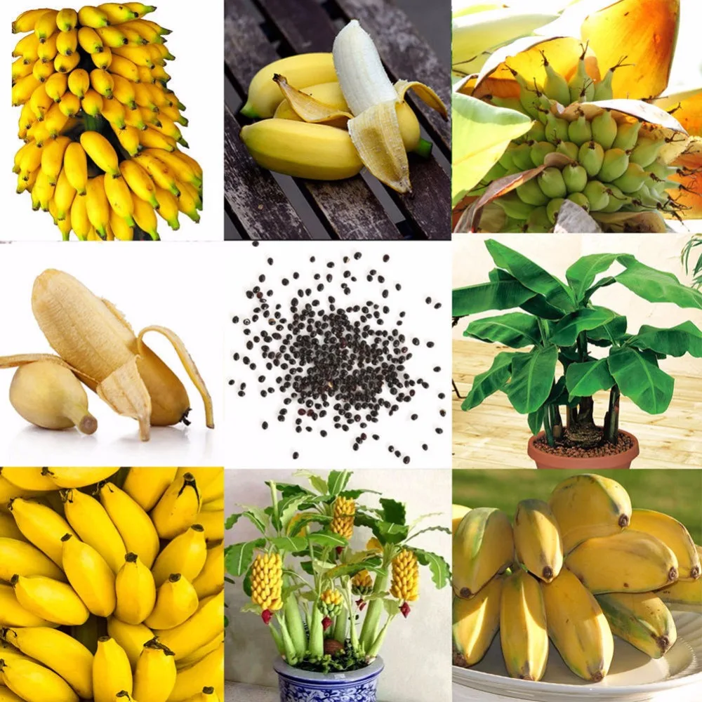 

100pcs/bag Mini bonsai banana fruit organic heirloom potted plant bonsai fruit tree plants for home garden planting