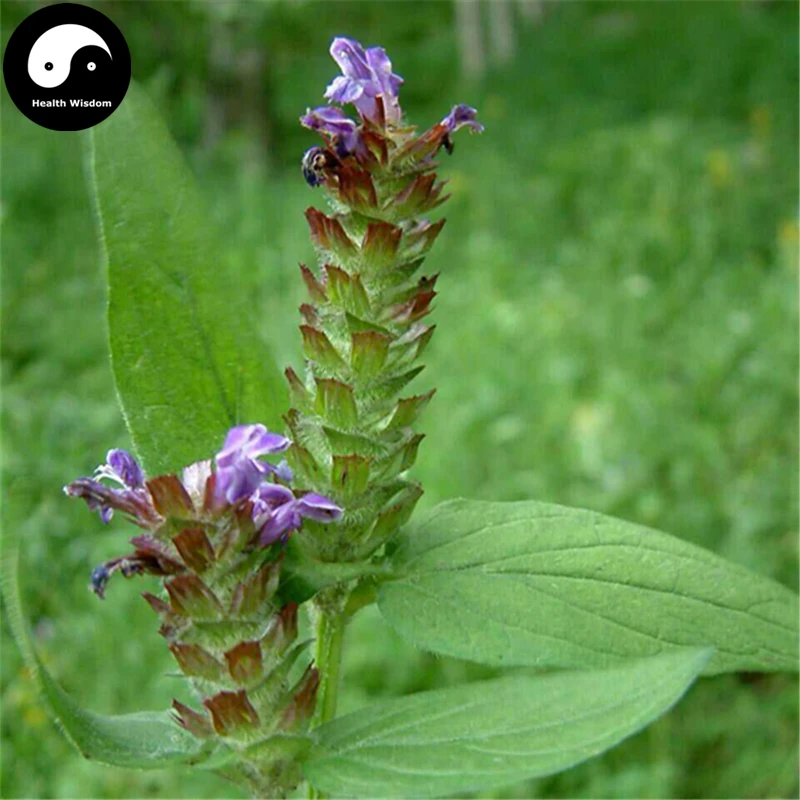 Buy Prunella Vulgaris Semente 100pcs Plant Herb Spica Prunellae For Xia 