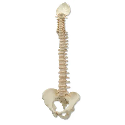 

3B BONElike spine model is basically the same as true bone spinal column skeleton