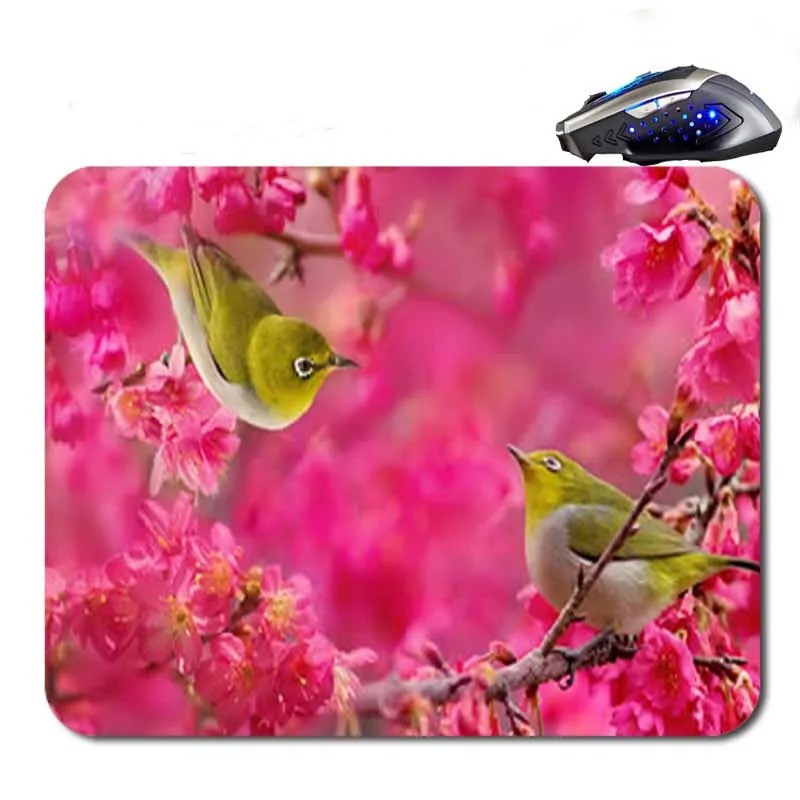 510 fondos de pantalla de pajaros - 