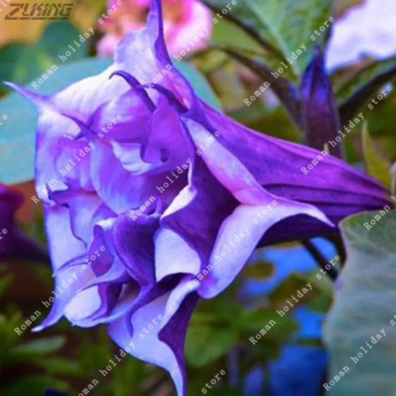 

ZLKING 10pcs Mix Datura Bonsai Perennial Unique Lucky Live Flowers Full of Vitality Garden Ornamental Plants