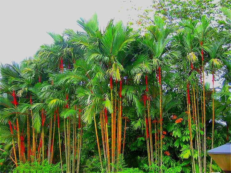 Lipstick Palm Cyrtostachys Renda Tree, 10 seeds eBay