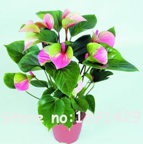 Online Buy Wholesale anthurium plant from China anthurium