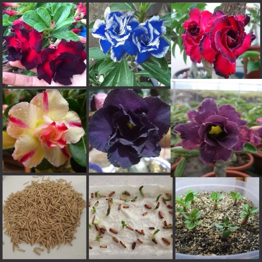 

20pcs - Multi-colored Adenium Obesum Bonsai Desert Rose Flower Plant Semillas very easy to grow