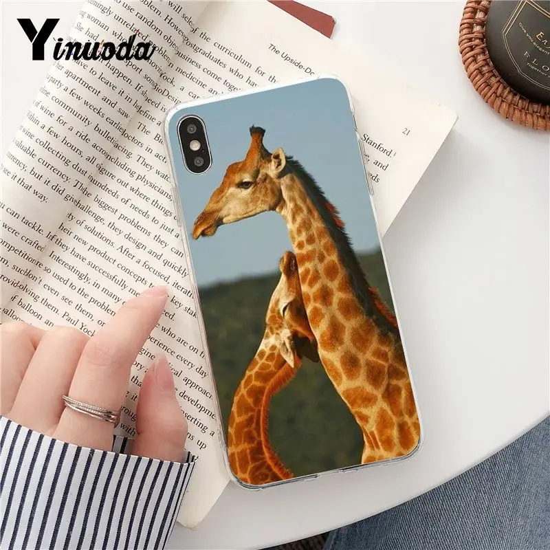 Wear Glasses Giraffe