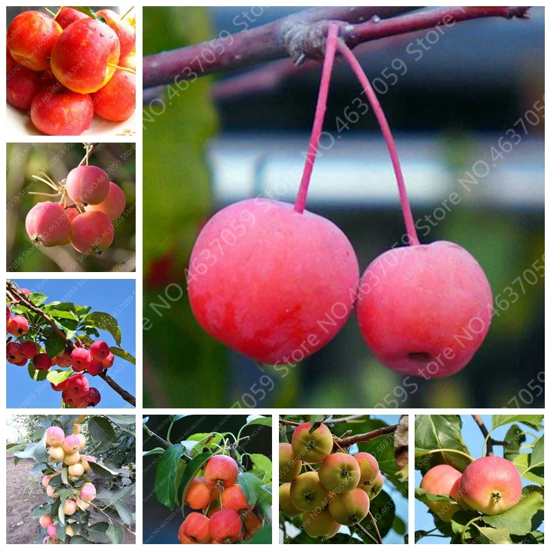 

20 pcs/ bag Four Seasons Potted Crab Apple Tree Plant Outdoor Balcony Vegetables Fruits Bonsai Plant DIY Home Garden Easy Grow