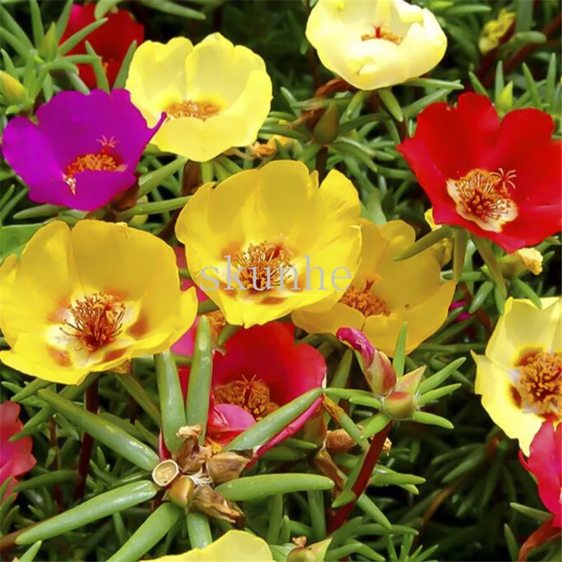 

Sun flower bonsai, large flower purslane four seasons indoor balcony potted plants flower bonsai 100pcs(tai yang hua)