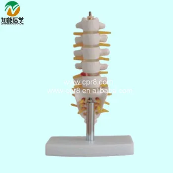 

Mini Lumbar Spine Vertebra With Tail BIX-A1012 WBW201
