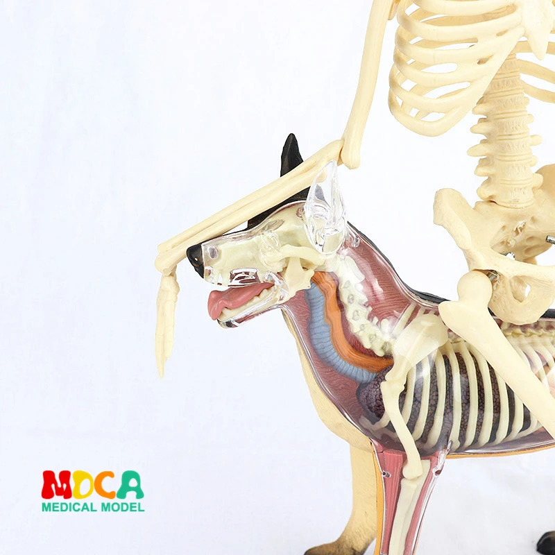 Médico para Artes Plásticas e Medicina Modelo de Esqueleto Padrão 45 cm Humano. Mgg101 10 Ciência médica