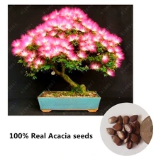 bonsai 20 pcs pack Acacia plants bonsai Albizia Flower called Mimosa Silk Tree for flower potted