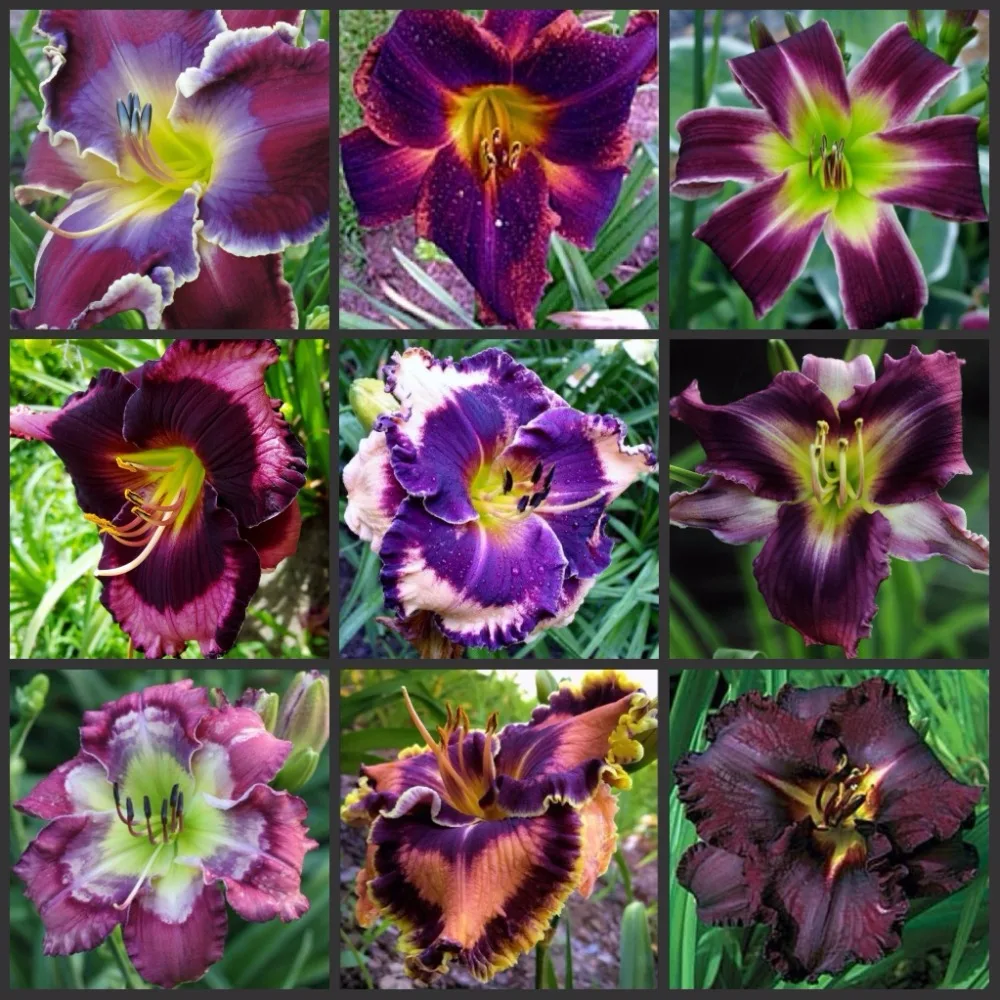 

Fresh Premium Daylily semillas Perennial Flower daylilies Flower Plant semillas
