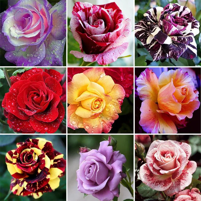5D DIY Diamond Painting Full Square Flowers Needlework Embroidery Cross Stitch Mosaic Rose Pattern Decor | Дом и сад